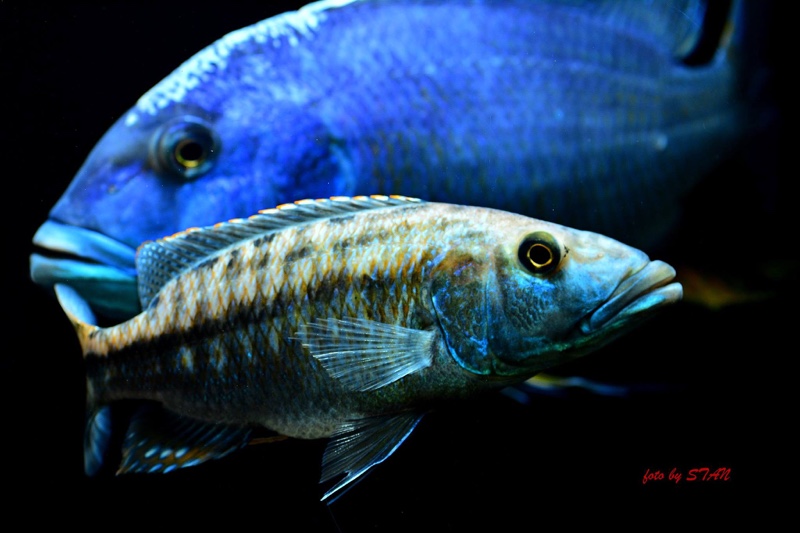 Tyrannochromis maculiceps